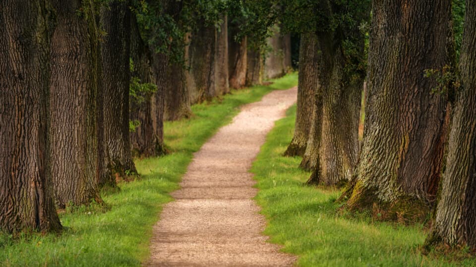 Ein von hohen Bäumen gesäumter Weg.