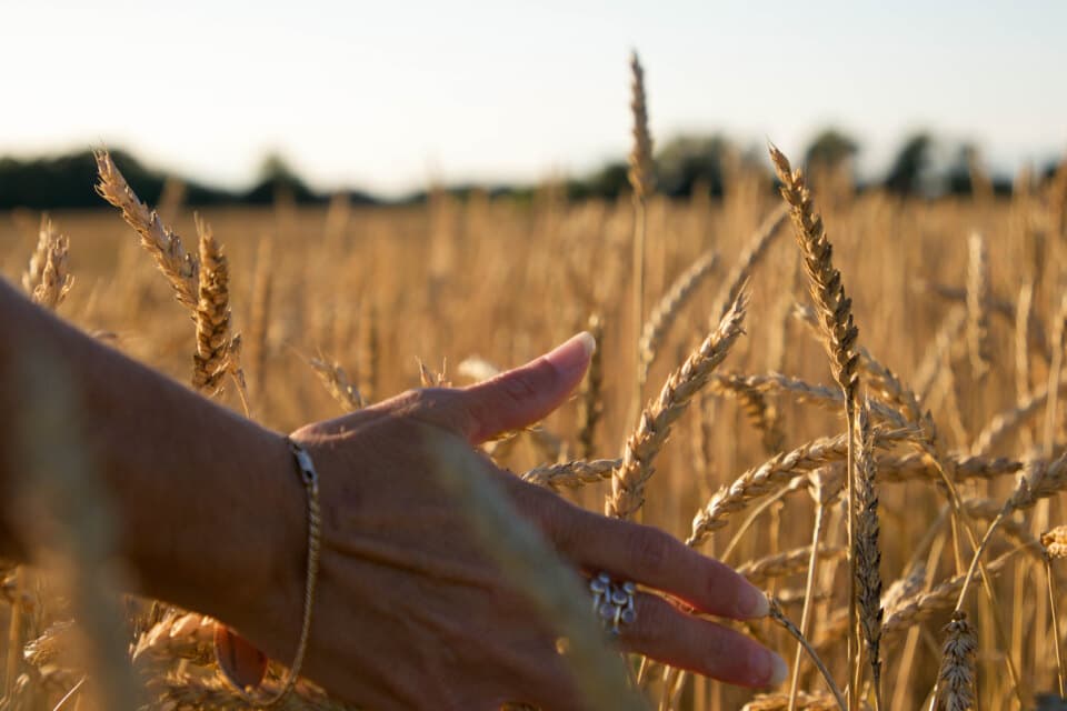 Eine Hand streift durch reife Ähren auf einem Feld im Abendlicht.
