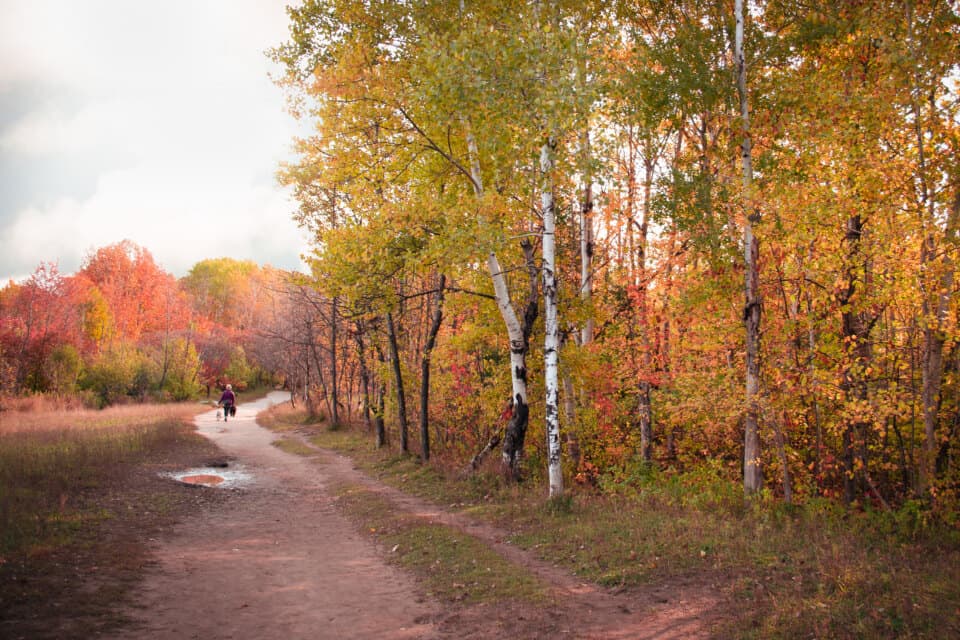Ein Feldweg zwischen herbstlich gefärbten Bäumen.